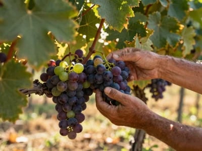 Natural Wine Producers by Region: A Guide to Unique Flavors - detail
